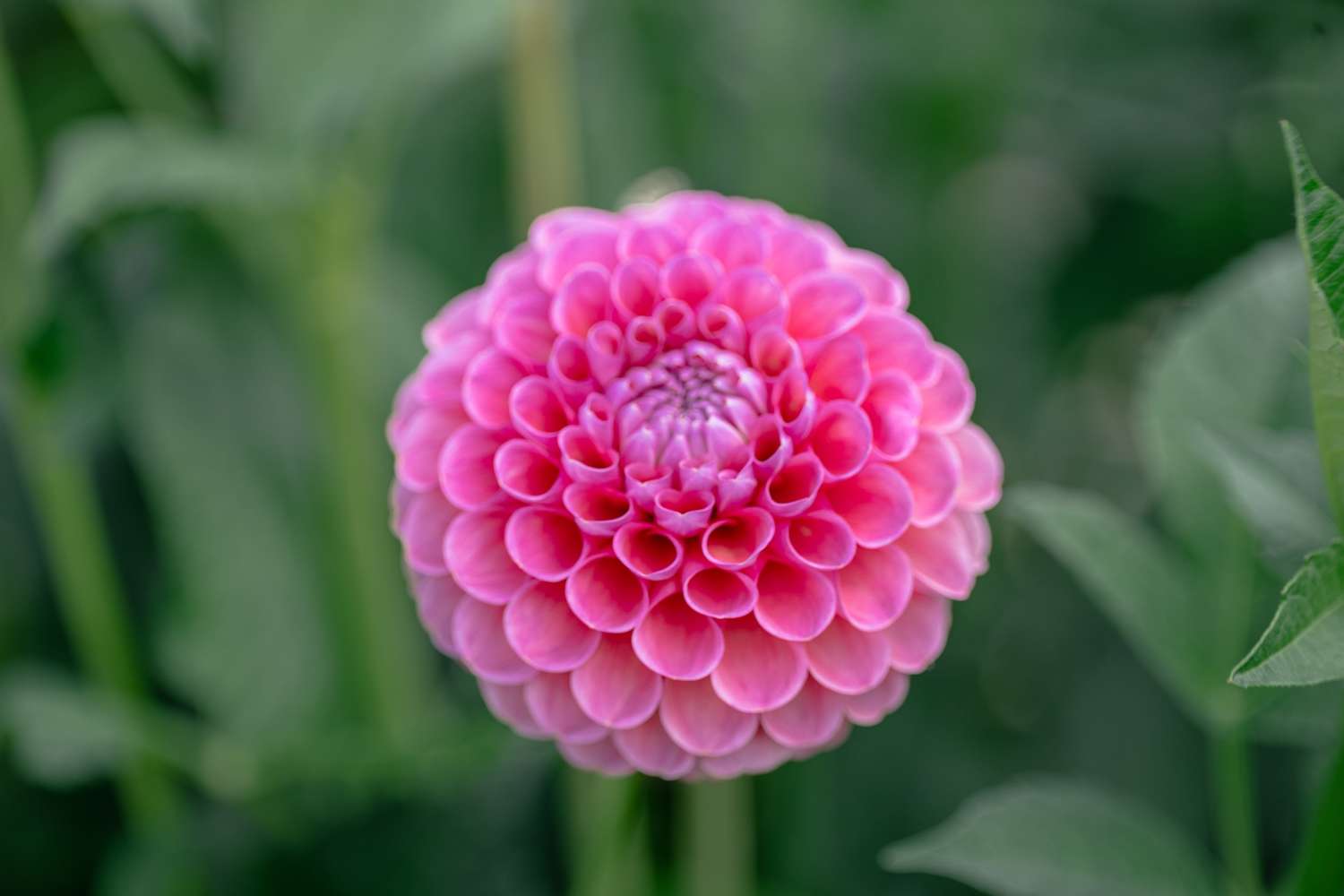Daalia 'Jowey Frambo'